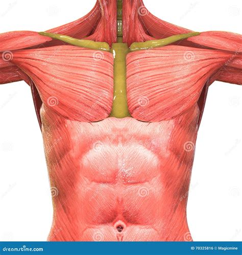 人的肌肉身体解剖学 库存例证 插画 包括有 例证 力量 三角肌 爱好健美者 犰狳 图象 肌组织 70325816