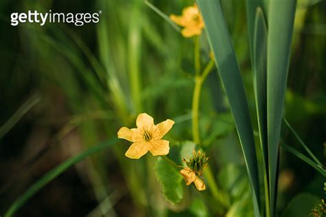 Caltha Palustris Known As Marsh Marigold And Kingcup Is A Perennial