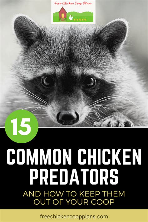 Common Chicken Predators Stop Them Now