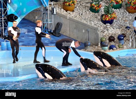 Shamu Killer Whale Show At San Antonio Seaworld Texas The Largest