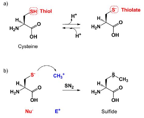 Side Chain Of Cysteine