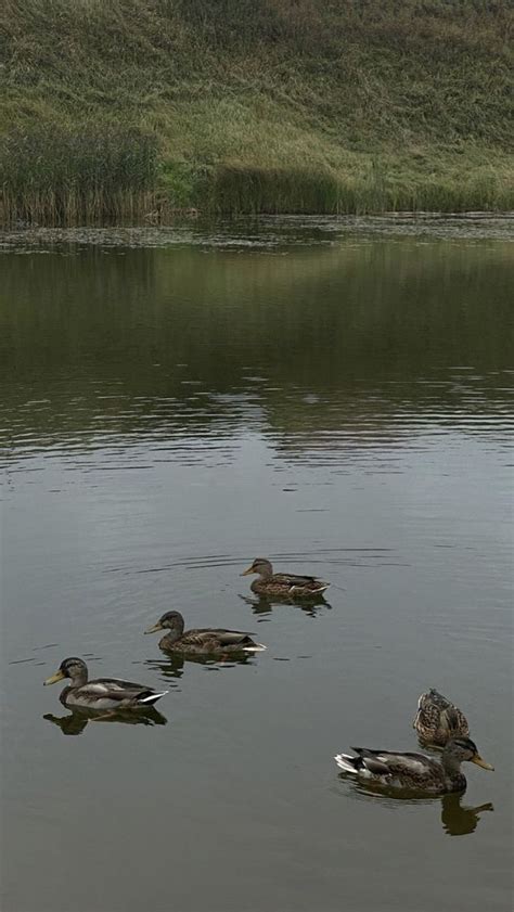 Уточки | Утка, Природа