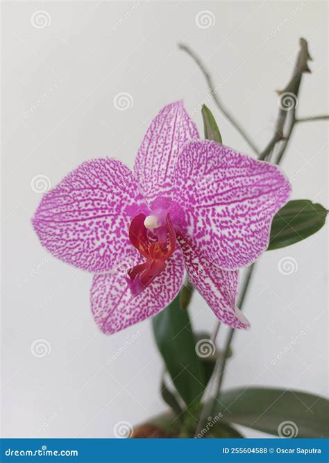 Selective Focus Of Pink Doritaenopsis Phalaenopsis Orchids In The