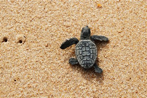 Adopt a baby turtle - Gate To Nature