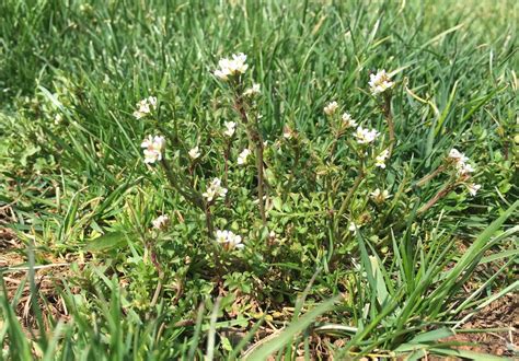 Hairy Bittercress Natural Green Lawn And Pest