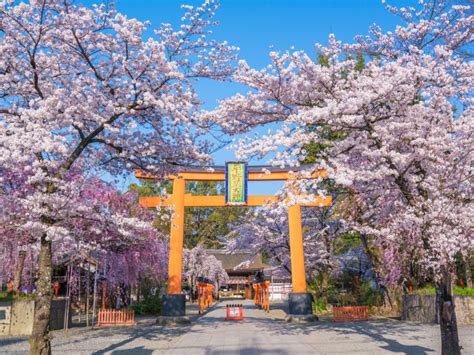 平野神社 ｜ 今出川・北大路・北野観光