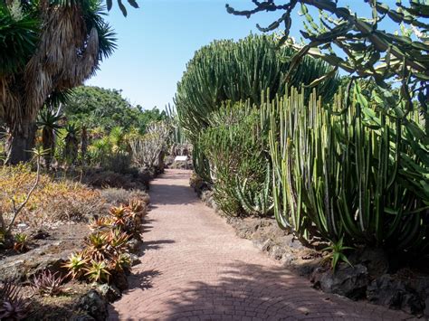 Ogród botaniczny na Gran Canarii Kanaryjski ogród Jardín Botánico