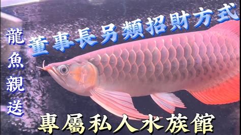 【龍世界】董事長的招財秘訣，神奇的招財魚在巧合中為董事長獲得一個大訂單。龍魚專賣店龍魚店家專業龍魚亞洲龍魚红龙鱼優質紅龍魚龍世界