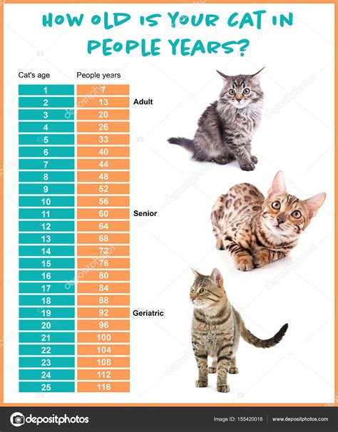 Cat Age To Human Tabitomo