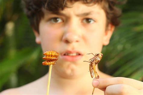 The Risk Of Eating Insects Lavyon