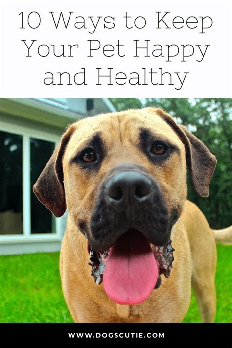 10 Ways To Keep Your Pet Healthy And Happy Pets Pet Health Healthy