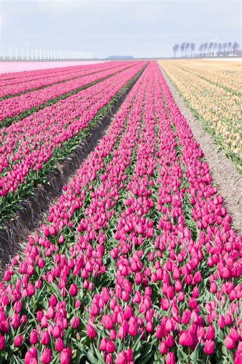 Dutch Cultivation of Tulip Flower Bulbs in Spring Stock Image - Image ...