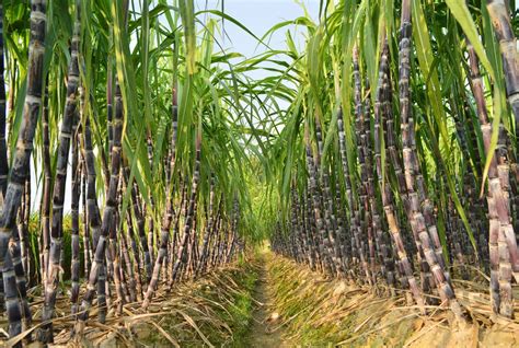 Regenerative Sugarcane Sustainable Farming With Organomineral