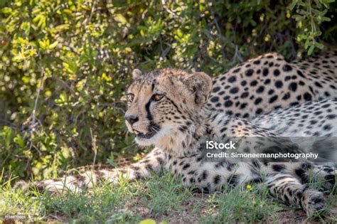 Cheetah Laying Down And Starring Stock Photo Download Image Now