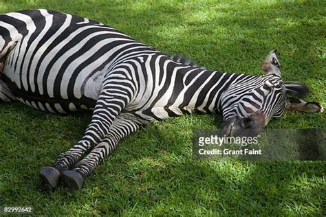 Zebra Lying Down Photos And Premium High Res Pictures Getty Images