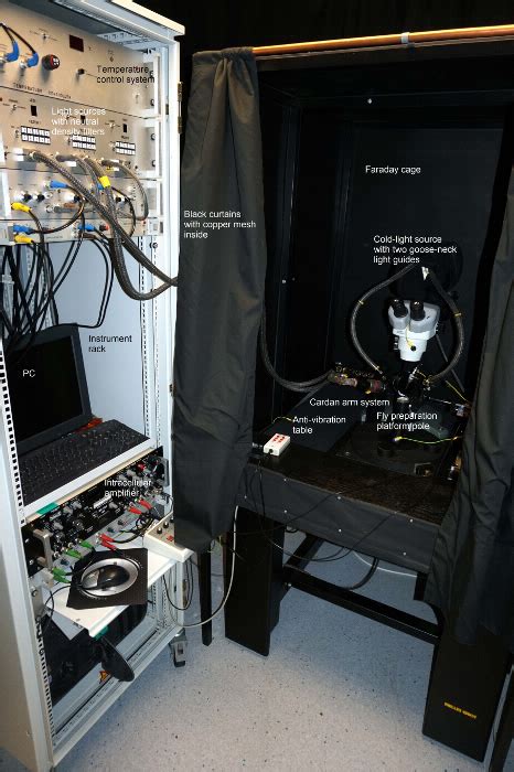 Overview Of The Electrophysiological Rig The Set Up Contains A