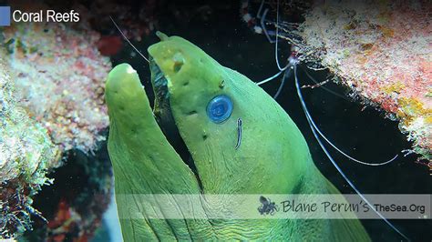 Why Are Coral Reefs Important In A Marine Ecosystem • Blane Peruns