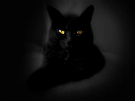 🔥 [50+] Black Cat Wallpapers for Computer | WallpaperSafari