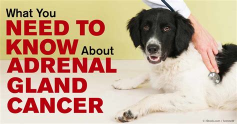 Signs Your Pet May Have Adrenal Gland Cancer