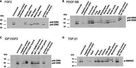 Western Blot Analysis Of Cell Extracts From Nih 3t3 Cells Treated Gfs