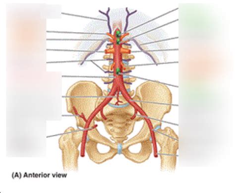 Branches Of Abdominal Aorta Diagram Quizlet