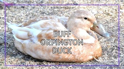 Buff Orpington Duck - Eggs | Care | Male | Female - Bird Baron