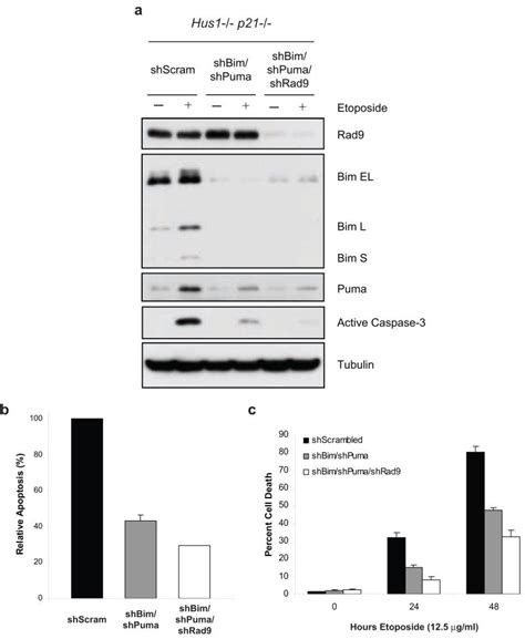 Loss of Hus1 sensitizes cells to etoposide-induced apoptosis by ...