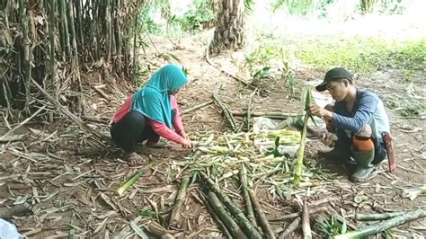 Rebung Bambu Kecil Youtube