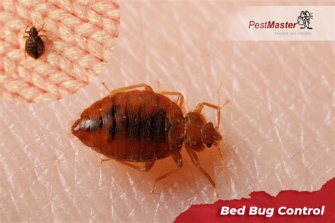 Bed Bug Control Expert Pestmaster Pest Control Malaysia