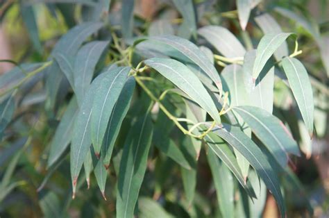 Huile Essentielle Eucalyptus Radiata Australie 92201 64 4