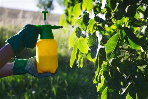 Fungicidas caseros para árboles frutales resultados efectivos