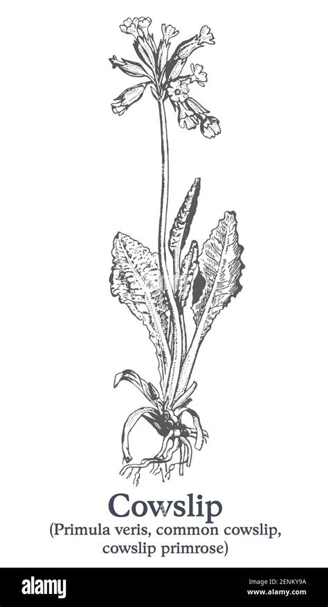 Cowslip Vector Hand Drawn Plant Vintage Medicinal Plant Sketch Stock