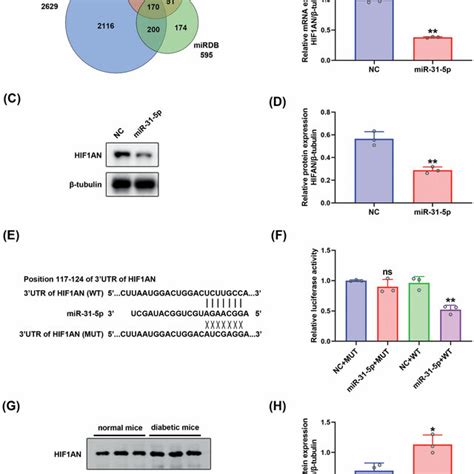 HIF1AN Was A Direct Target Of MiR 31 5p A Venn Diagram Depicting The
