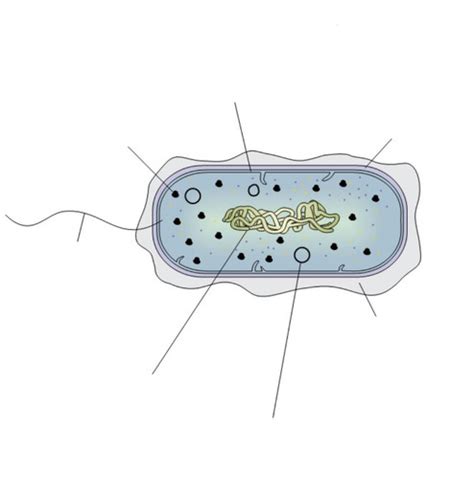 Prokaryotic Cells And Viruses Prokaryotic Cells And Viruses Flashcards