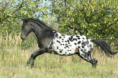 Appaloosa Horse - gallop to discover