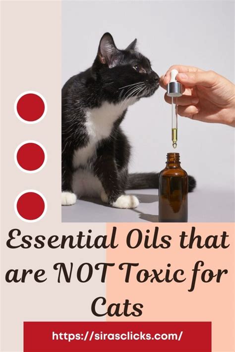 Cat Safe Essential Oils Aspca At Lewis Cook Blog