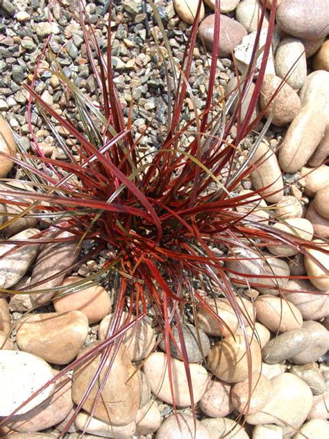 Landscape Service Uncinia Uncinata Rubra Red New Zealand Hook Sedge