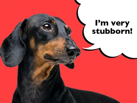 Why Are Dachshunds So Stubborn Explained I Love Dachshunds