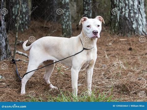 Female White American Pitbull Terrier Stock Photo - Image of american, pointy: 139503464