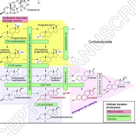 Biosynthetic Pathway Of Steroid Hormones In Humans Vertebrates The Download Scientific Diagram