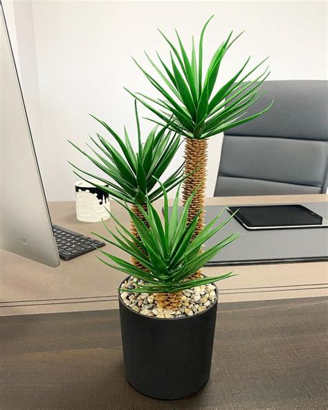 A Potted Plant Sitting On Top Of A Wooden Table Next To A Computer Desk