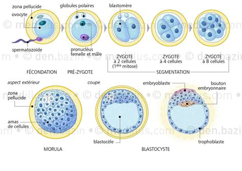 Embryologie Medillus