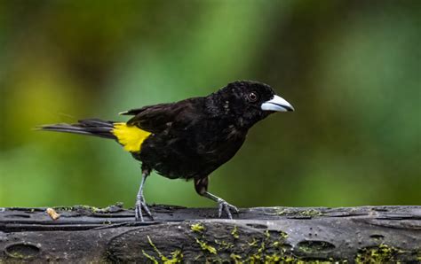 Flame Rumped Tanager Owen Deutsch Photography