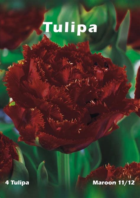 Tulipan Odm Maroon Tulipa Sp Kupuj W OBI