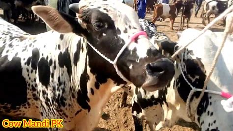 Hyderabad Bypass Cow Mandi Eid UL Adha 2023 Cow Mandi PK Kolkata