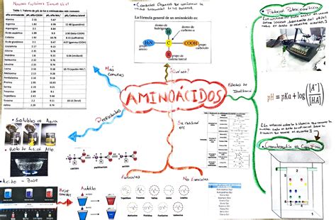 Mapa Mental De Aminoácidos Materilea