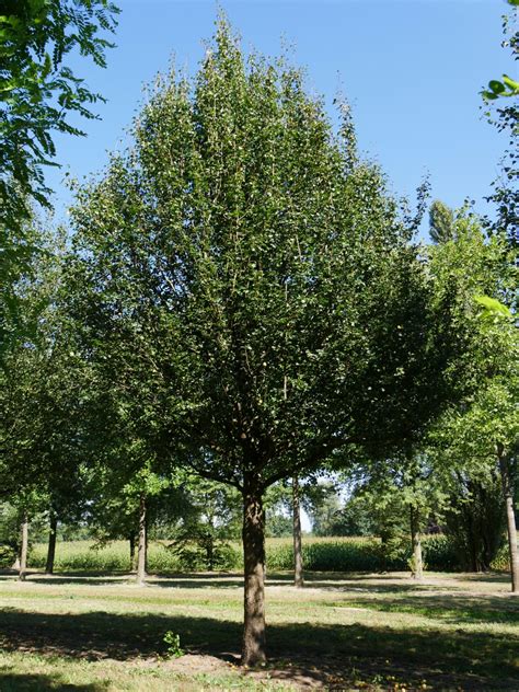 Pyrus Communis Subsp Caucasica Common Pear Garden Pear Van Den