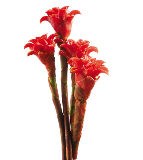 Colombian Tropical Flowers
