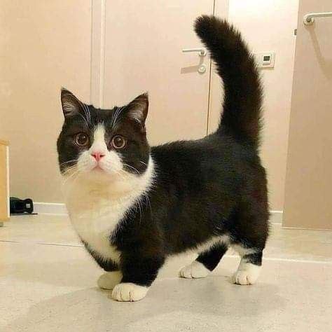 A Black And White Cat Standing On The Floor