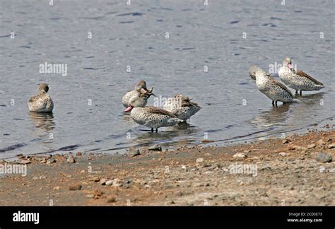 Troop Hygiene Hi Res Stock Photography And Images Alamy